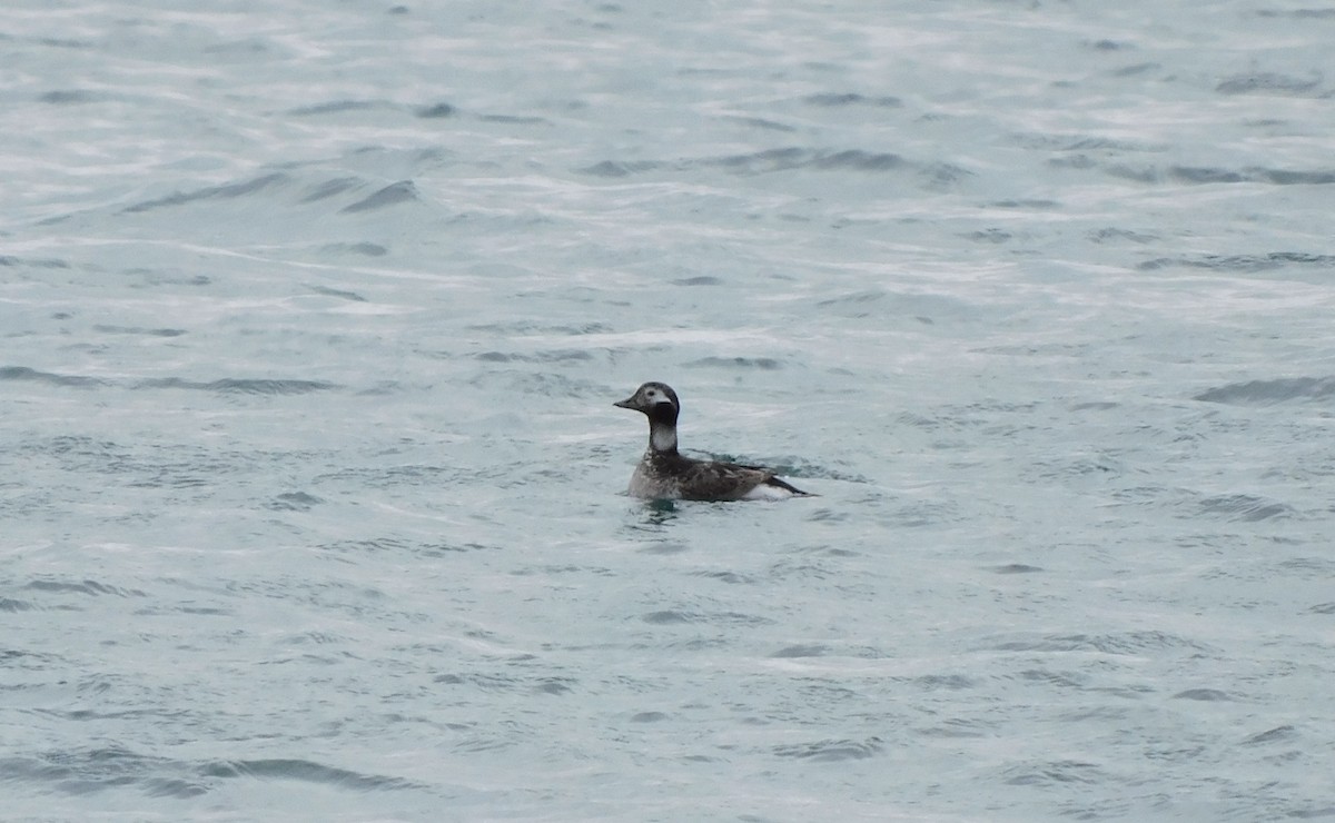 Long-tailed Duck - ML618973327