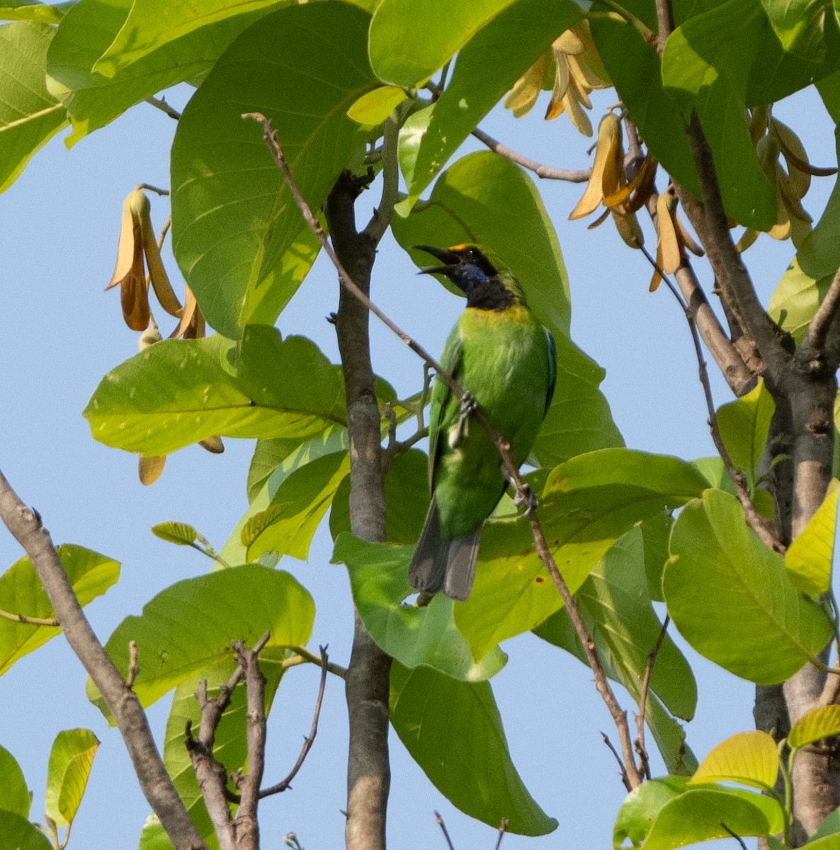Golden-fronted Leafbird - Anurag Mishra