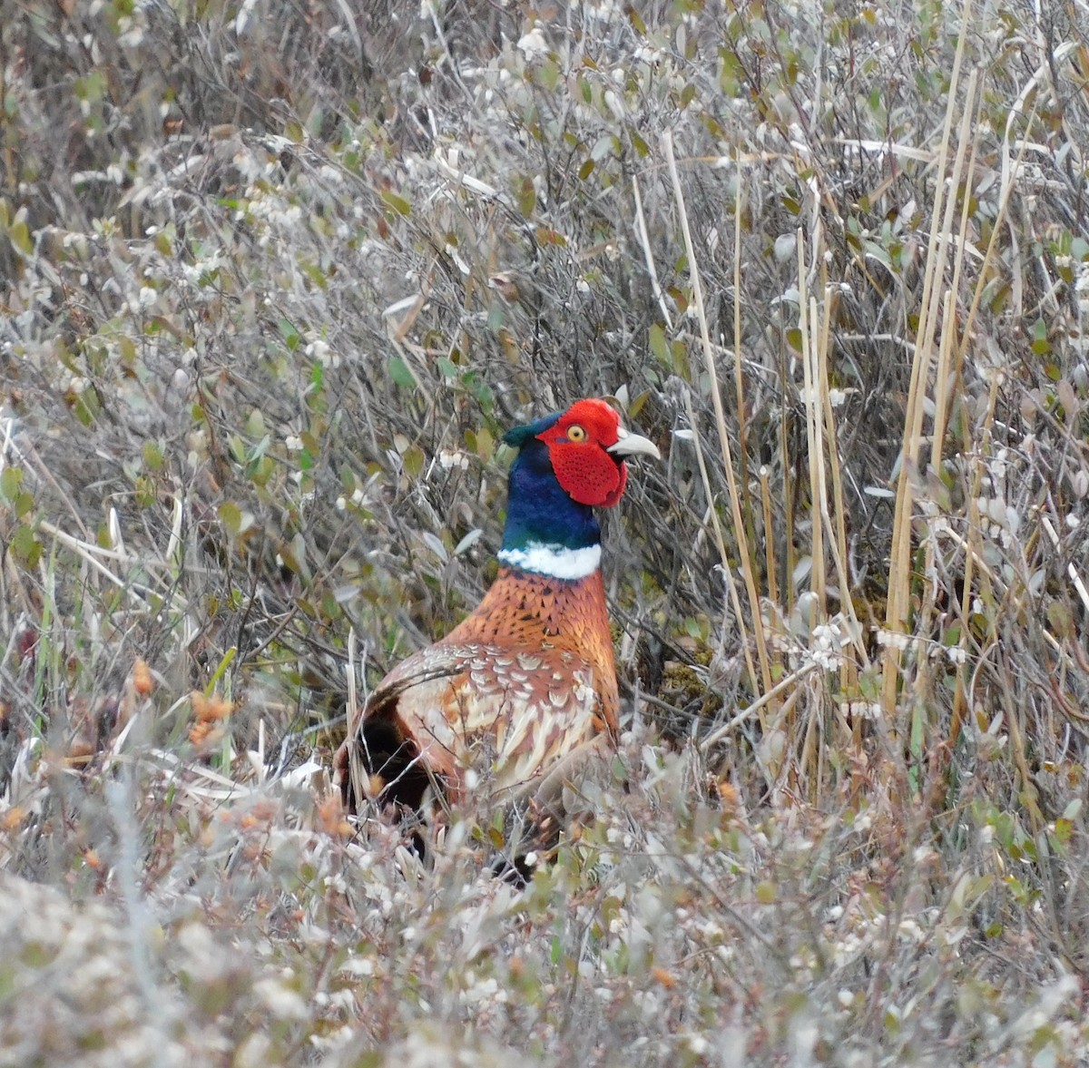 Ring-necked Pheasant - ML618973350
