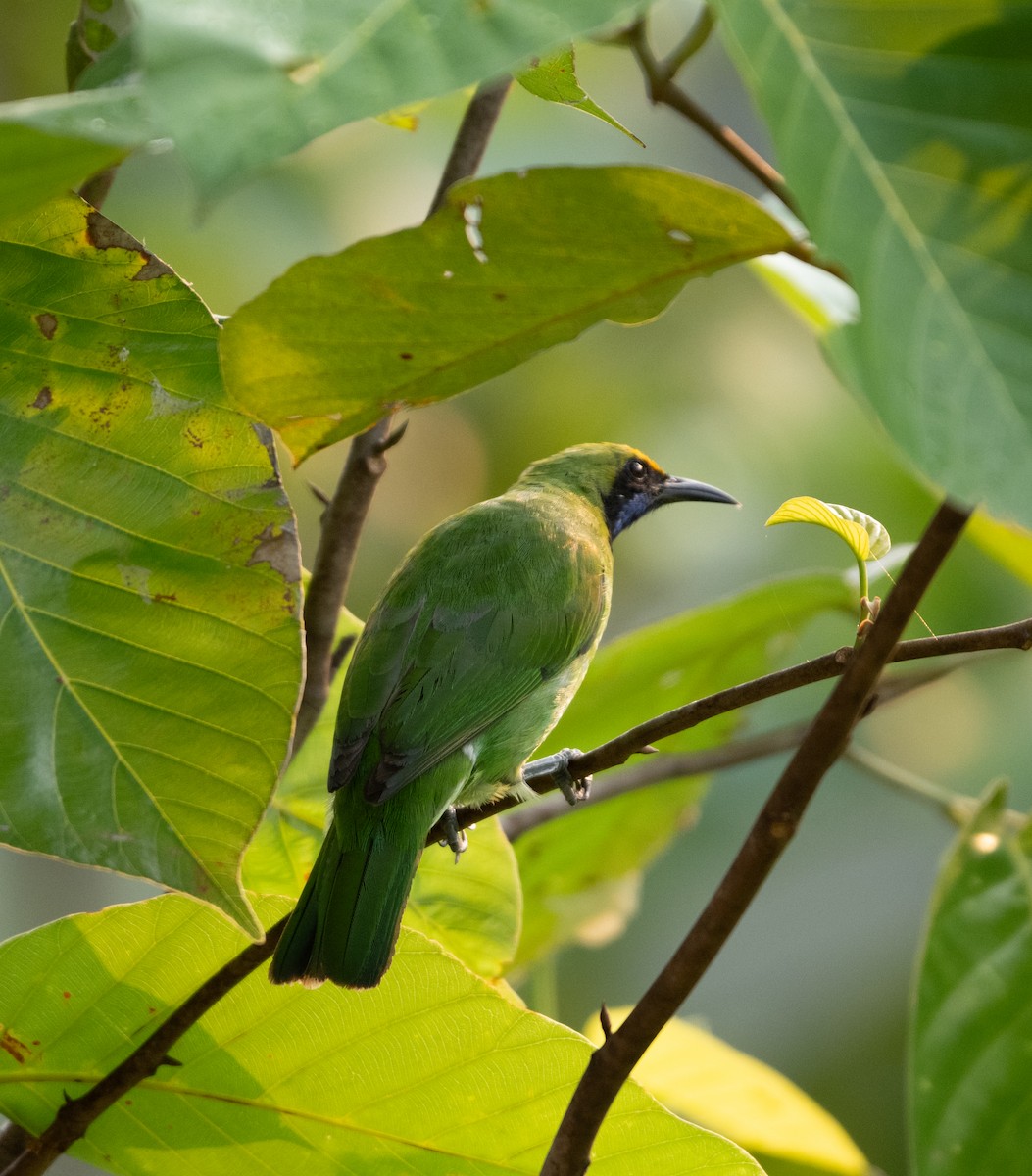 Golden-fronted Leafbird - ML618973370