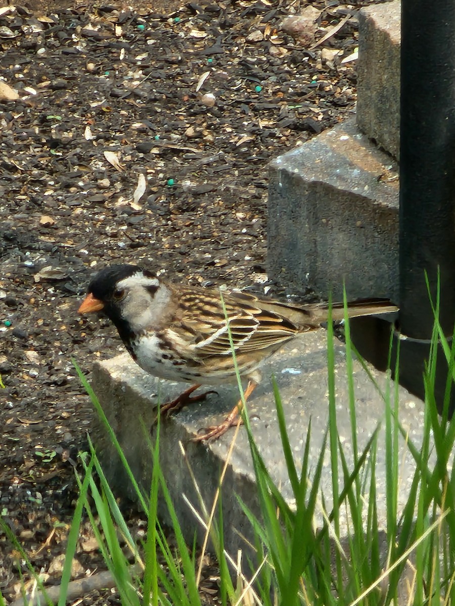 Harris's Sparrow - ML618973395