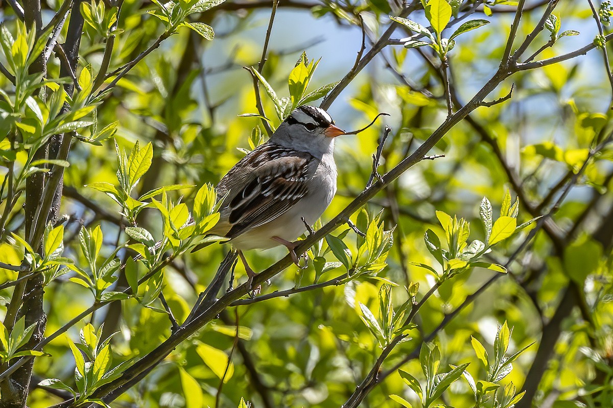 White-crowned Sparrow - Chris S. Wood