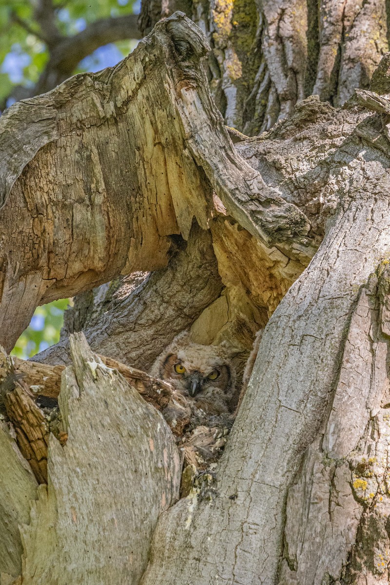 Great Horned Owl - ML618973403