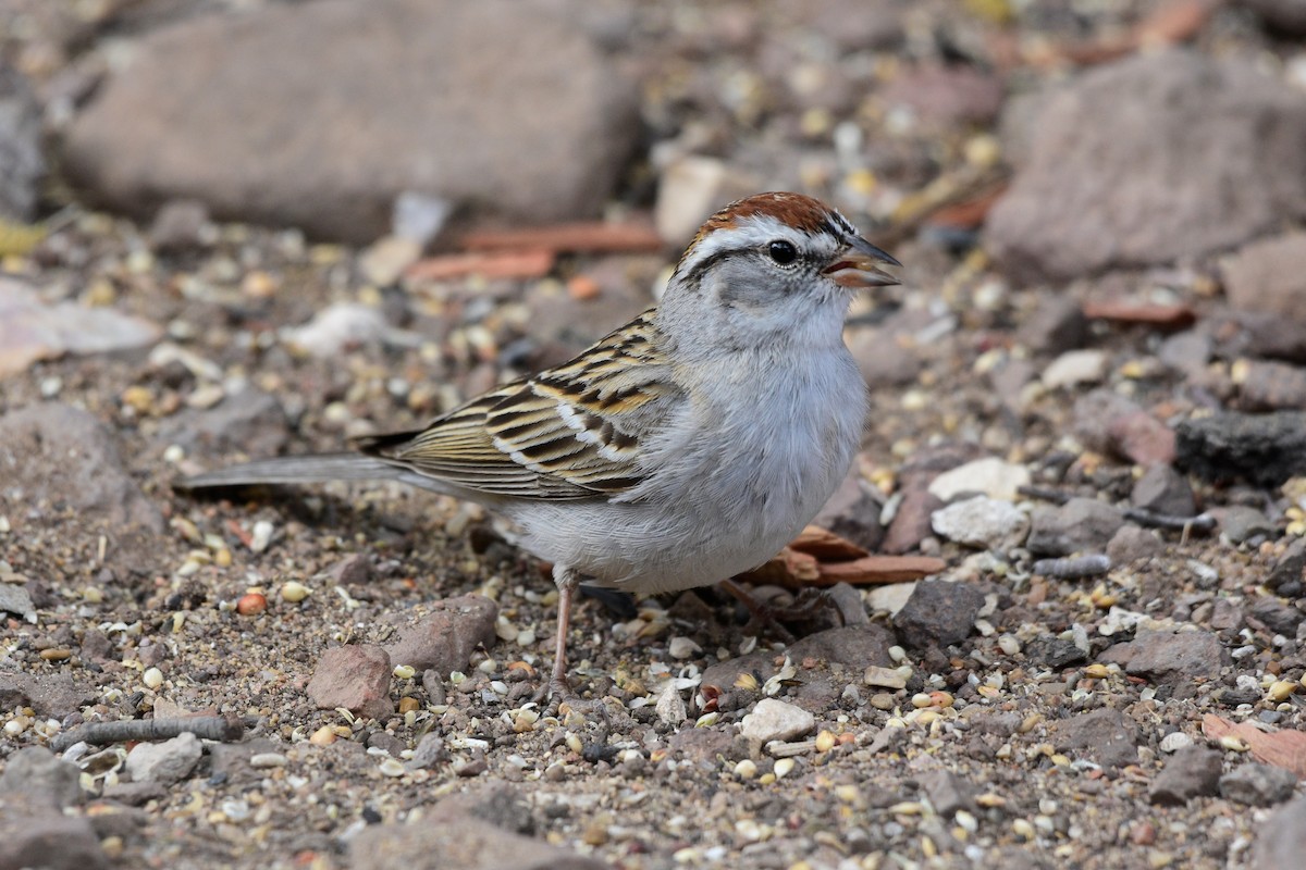 Chipping Sparrow - David de Rivera Tønnessen