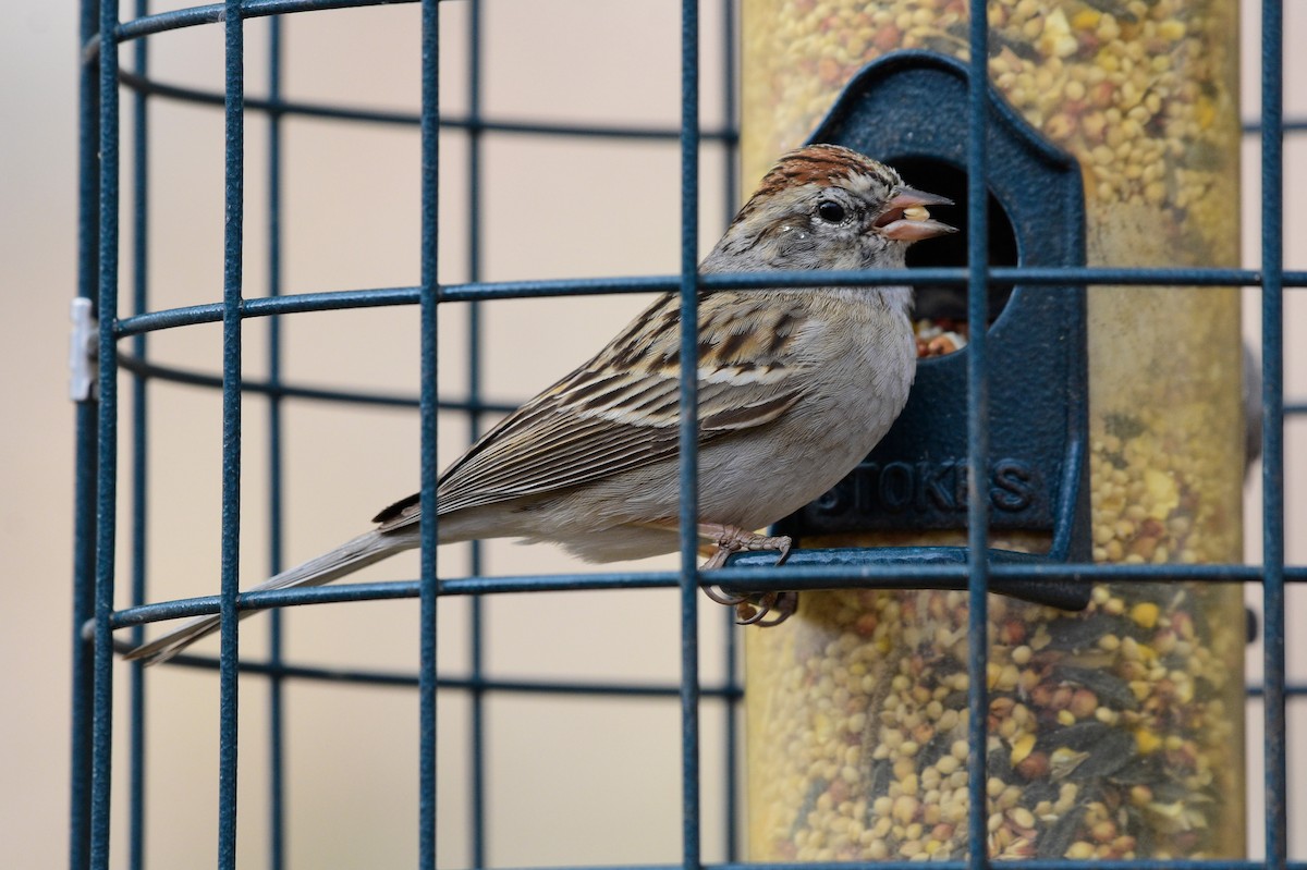 Chipping Sparrow - ML618973424