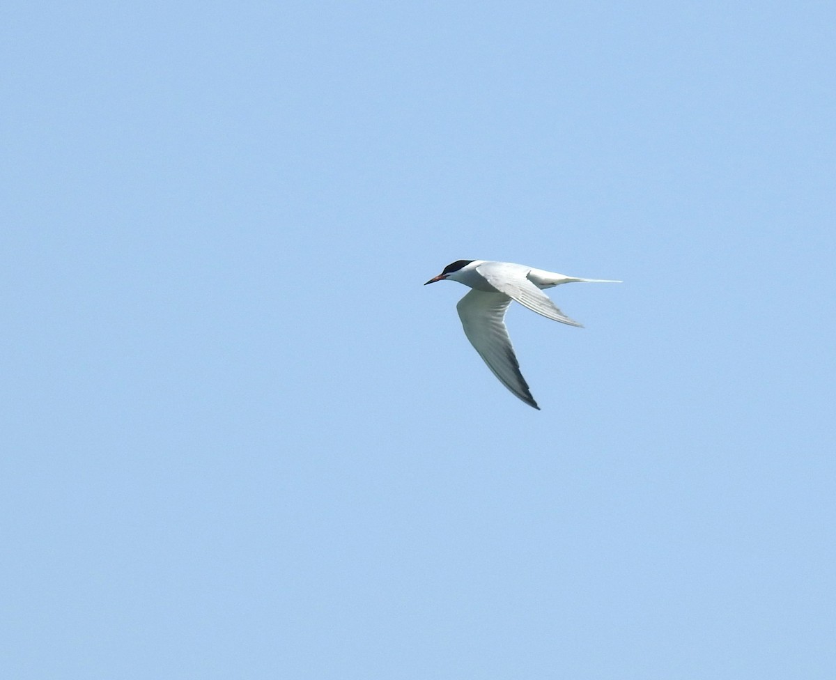 Common Tern - Caden Williams
