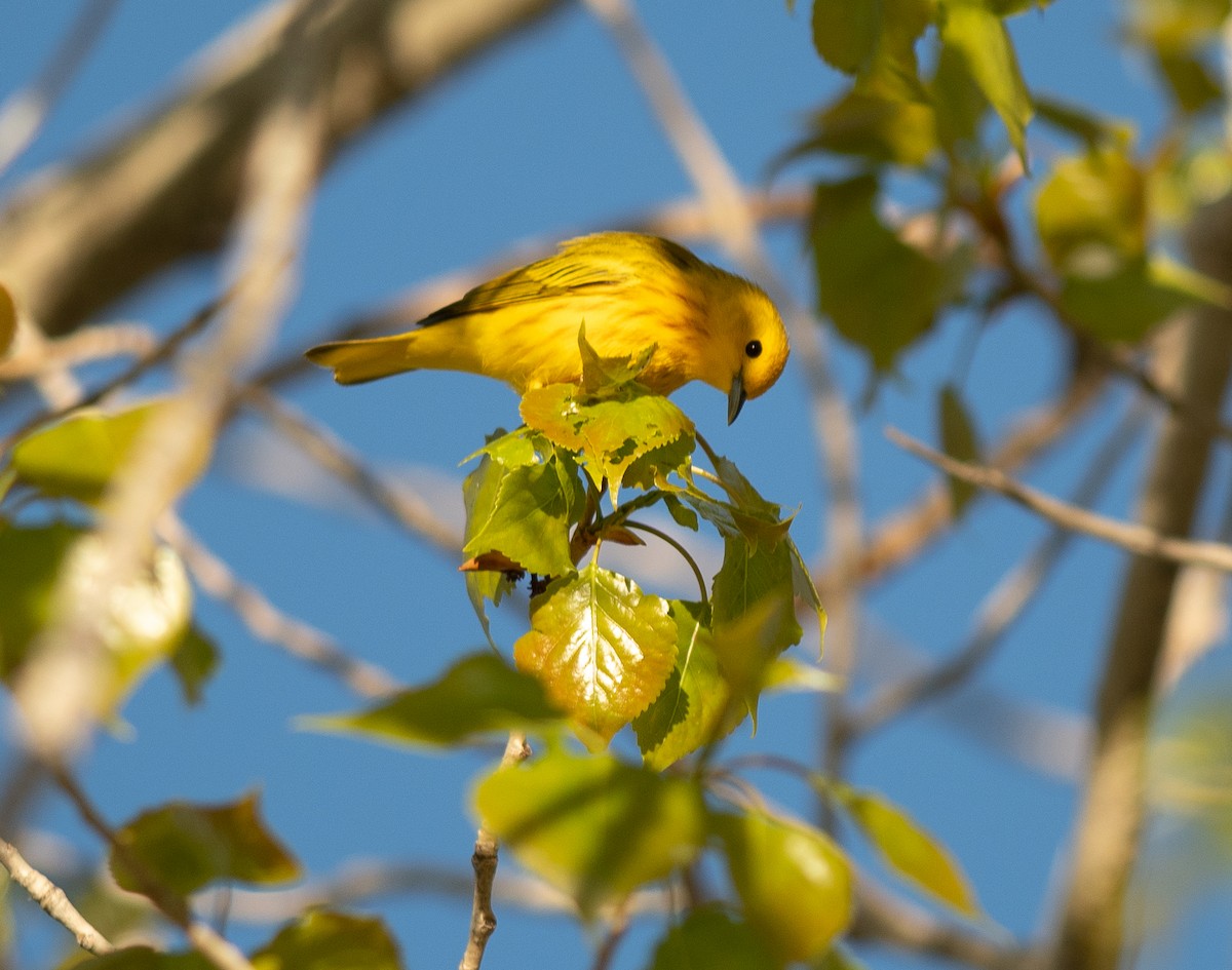 Yellow Warbler - Ethan Cleveland