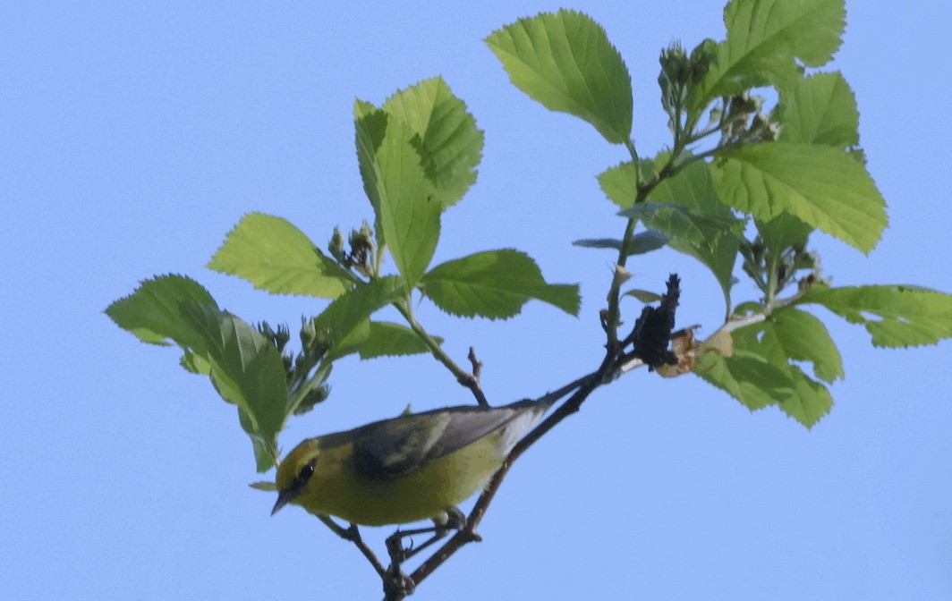 Blue-winged Warbler - Santo A. Locasto
