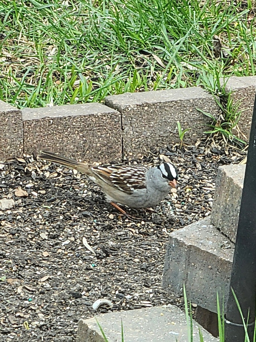 White-crowned Sparrow - Lee Adam