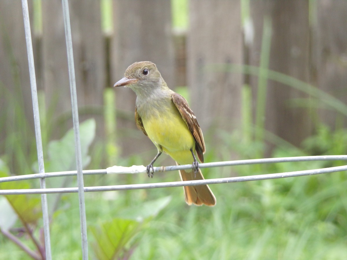 Great Crested Flycatcher - ML618973481