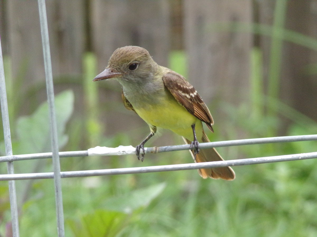 Great Crested Flycatcher - ML618973482