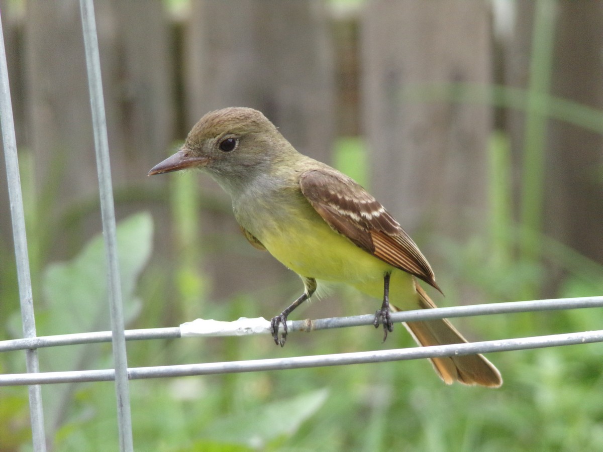 Great Crested Flycatcher - ML618973483