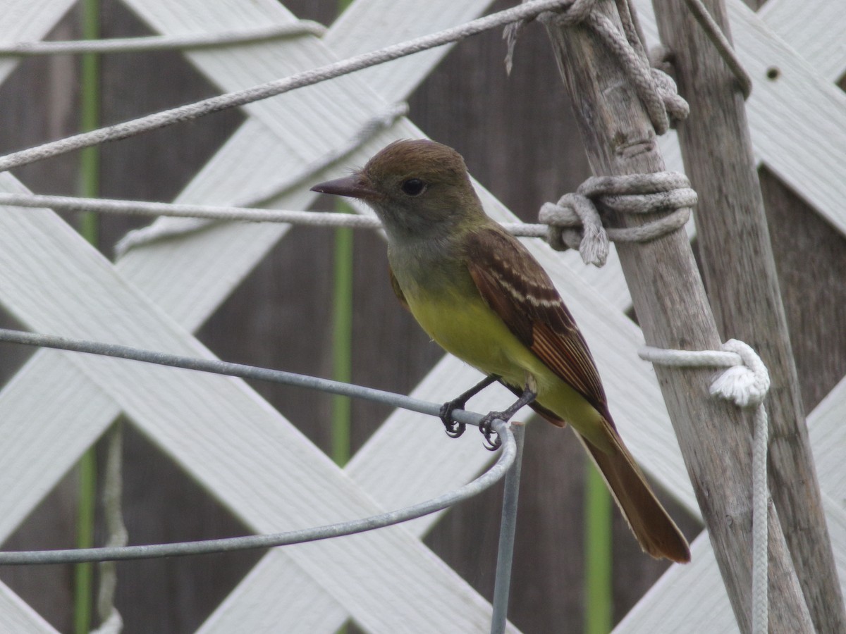 Great Crested Flycatcher - ML618973484