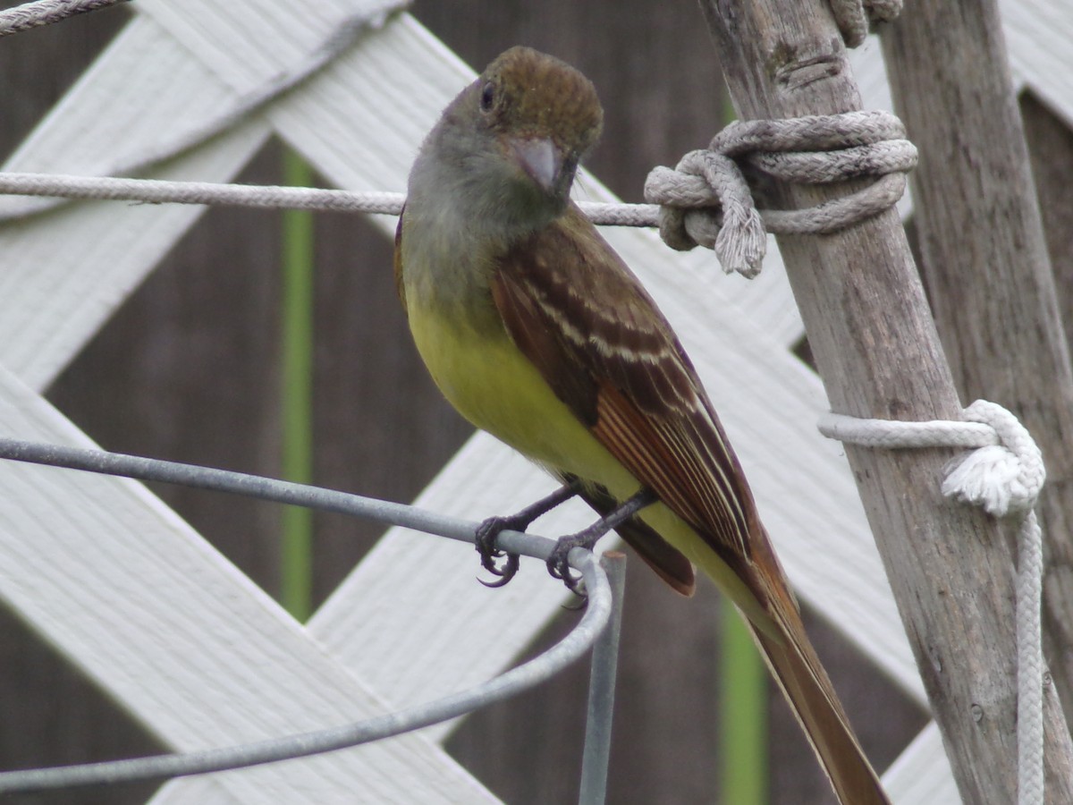 Great Crested Flycatcher - Texas Bird Family