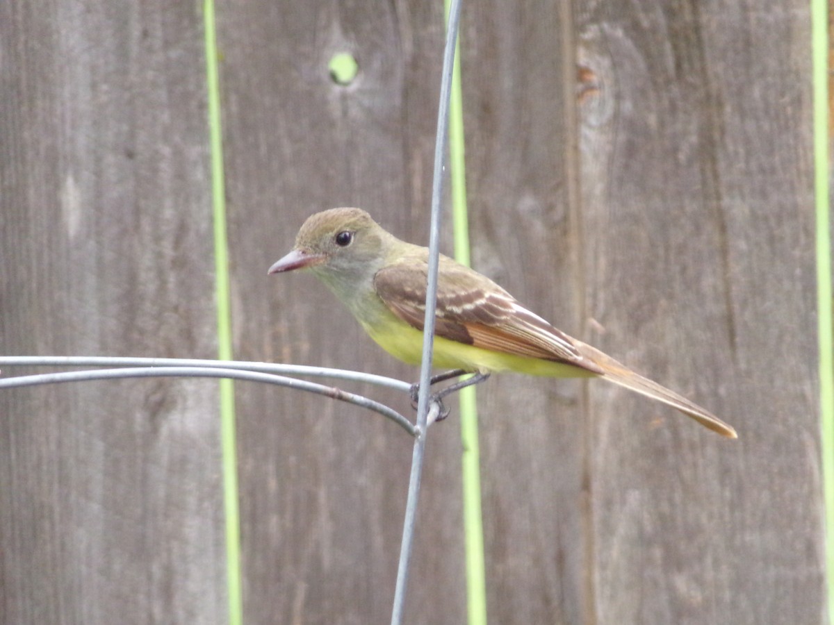 Great Crested Flycatcher - Texas Bird Family