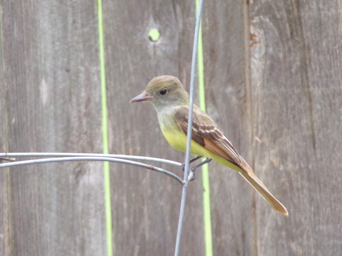 Great Crested Flycatcher - ML618973489