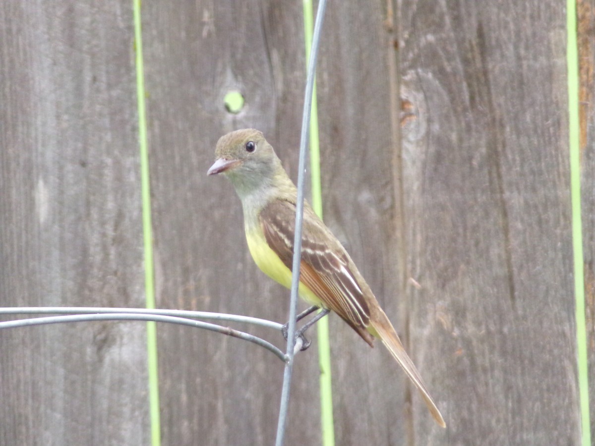 Great Crested Flycatcher - ML618973490