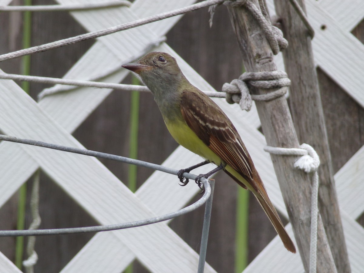 Great Crested Flycatcher - ML618973492