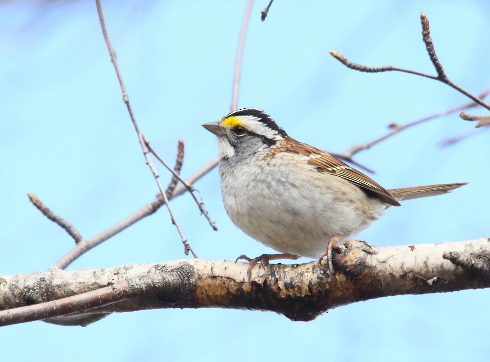 White-throated Sparrow - ML618973589