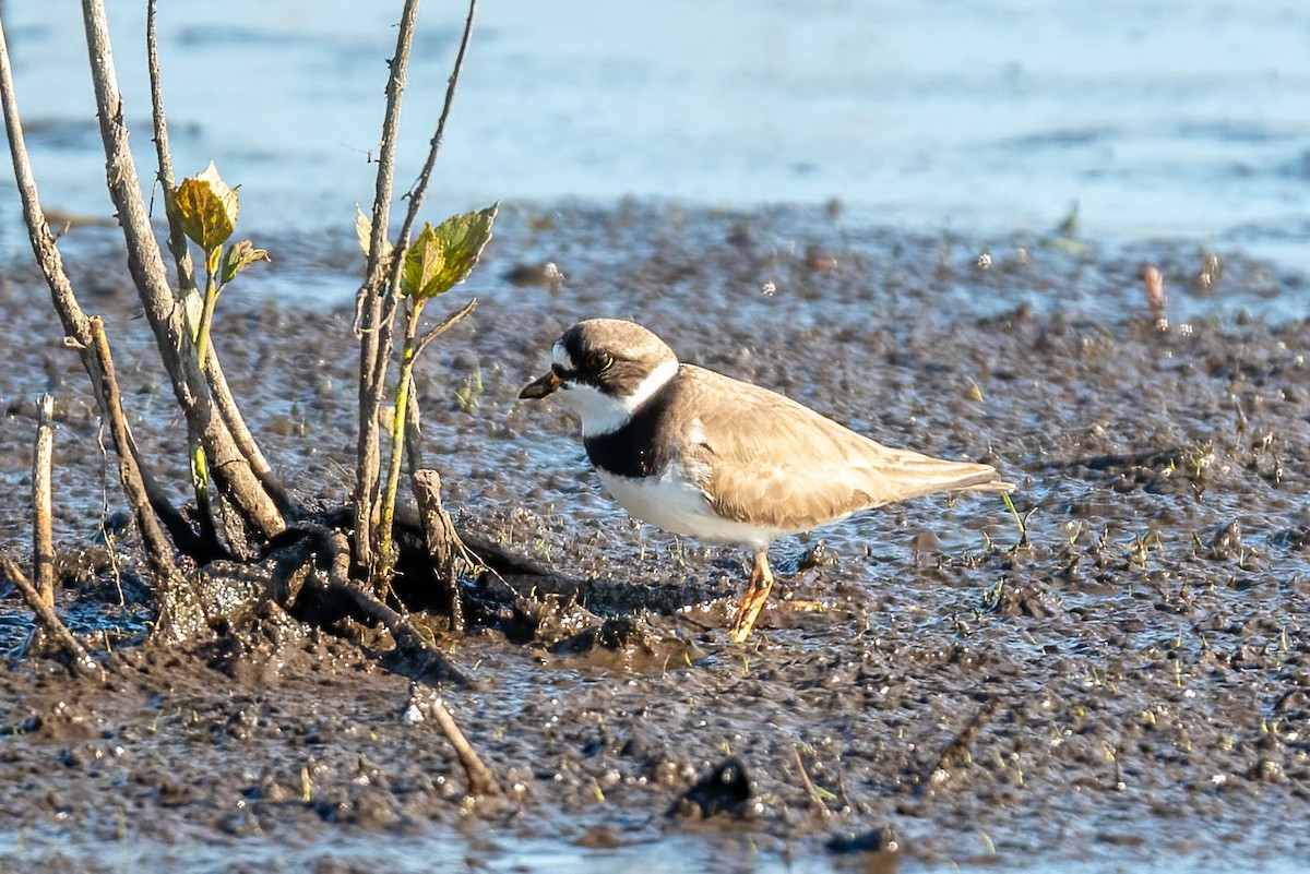 Semipalmated Plover - ML618973611