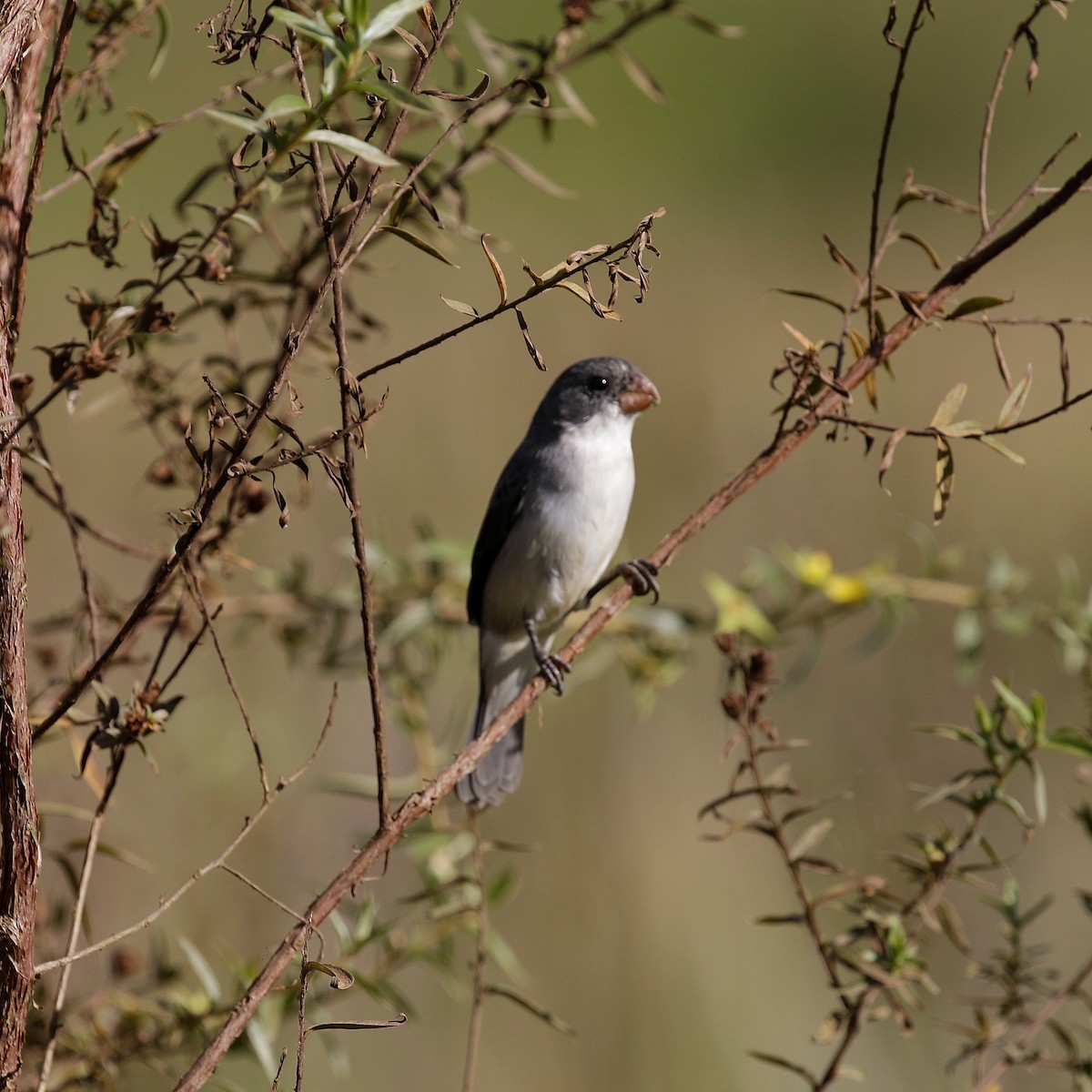 White-bellied Seedeater - ML618973644