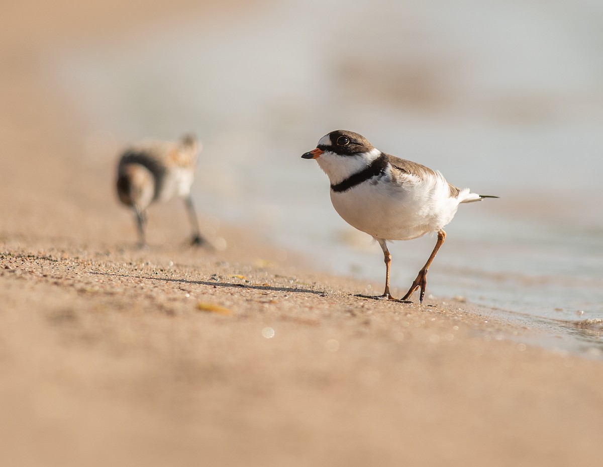 Semipalmated Plover - ML618973707