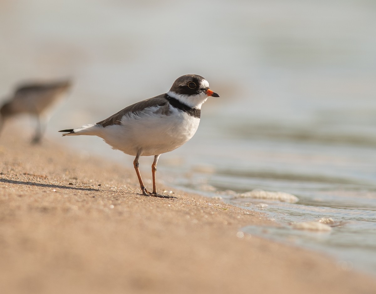 Semipalmated Plover - ML618973708