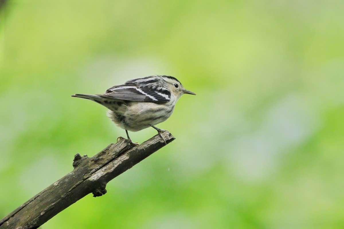 Black-and-white Warbler - ML618973759