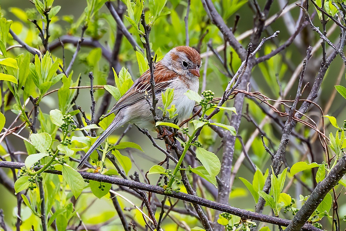 Field Sparrow - Chris S. Wood