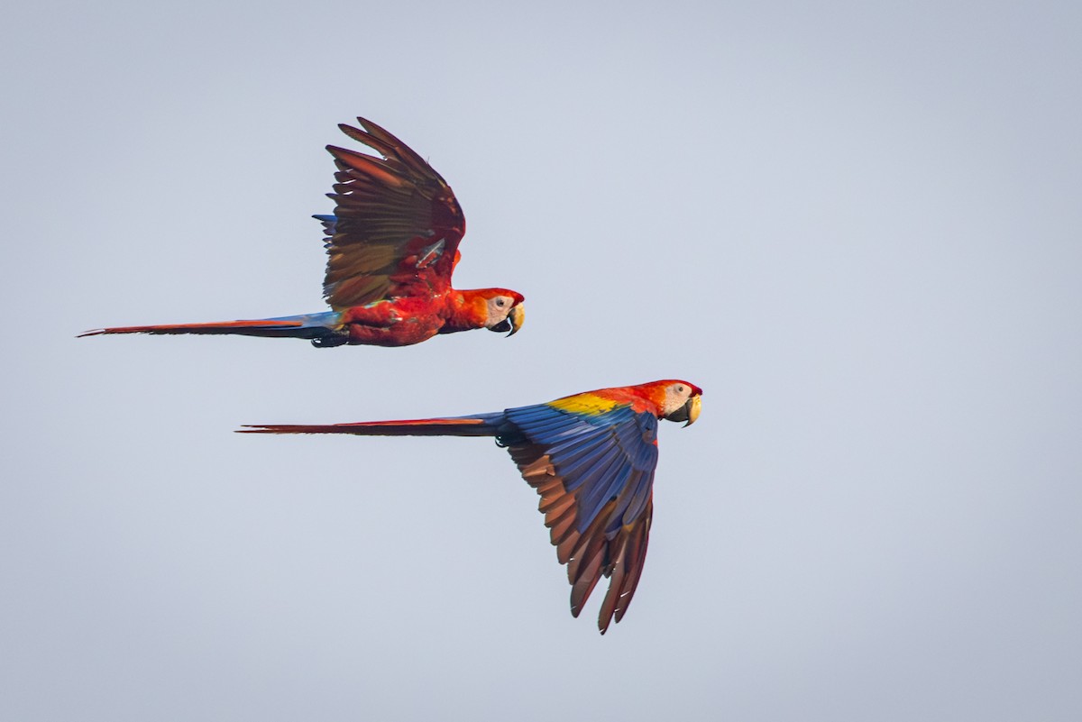 Scarlet Macaw - ML618973779