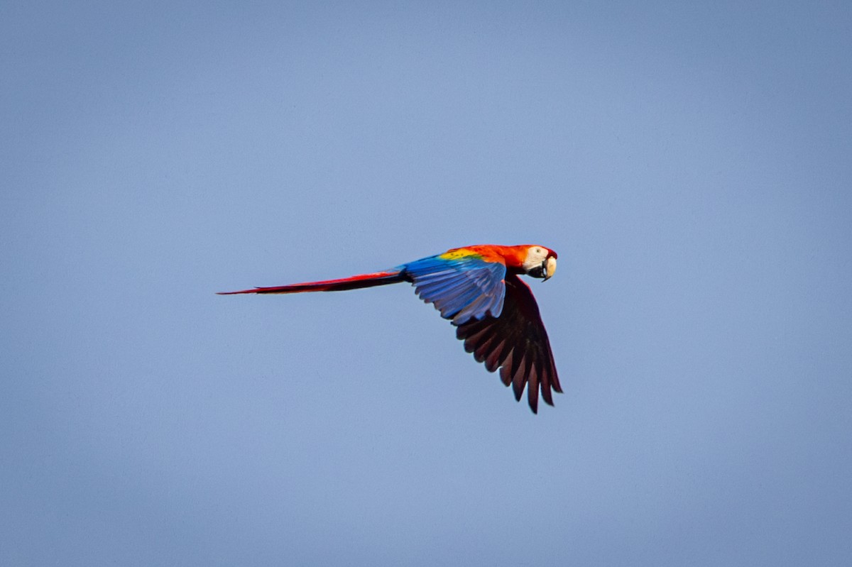 Scarlet Macaw - ML618973781