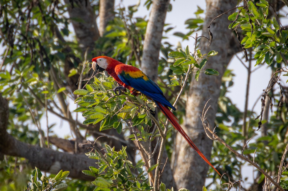Scarlet Macaw - ML618973782