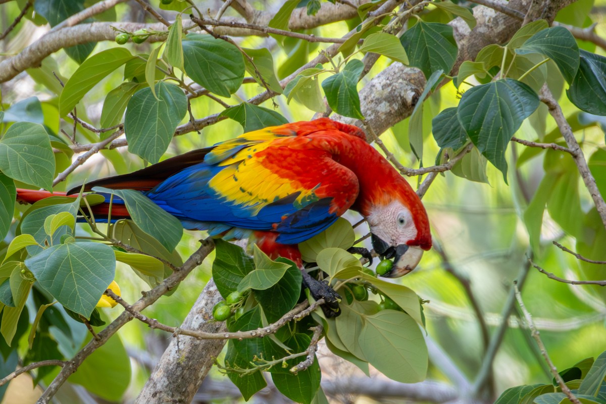 Scarlet Macaw - ML618973784