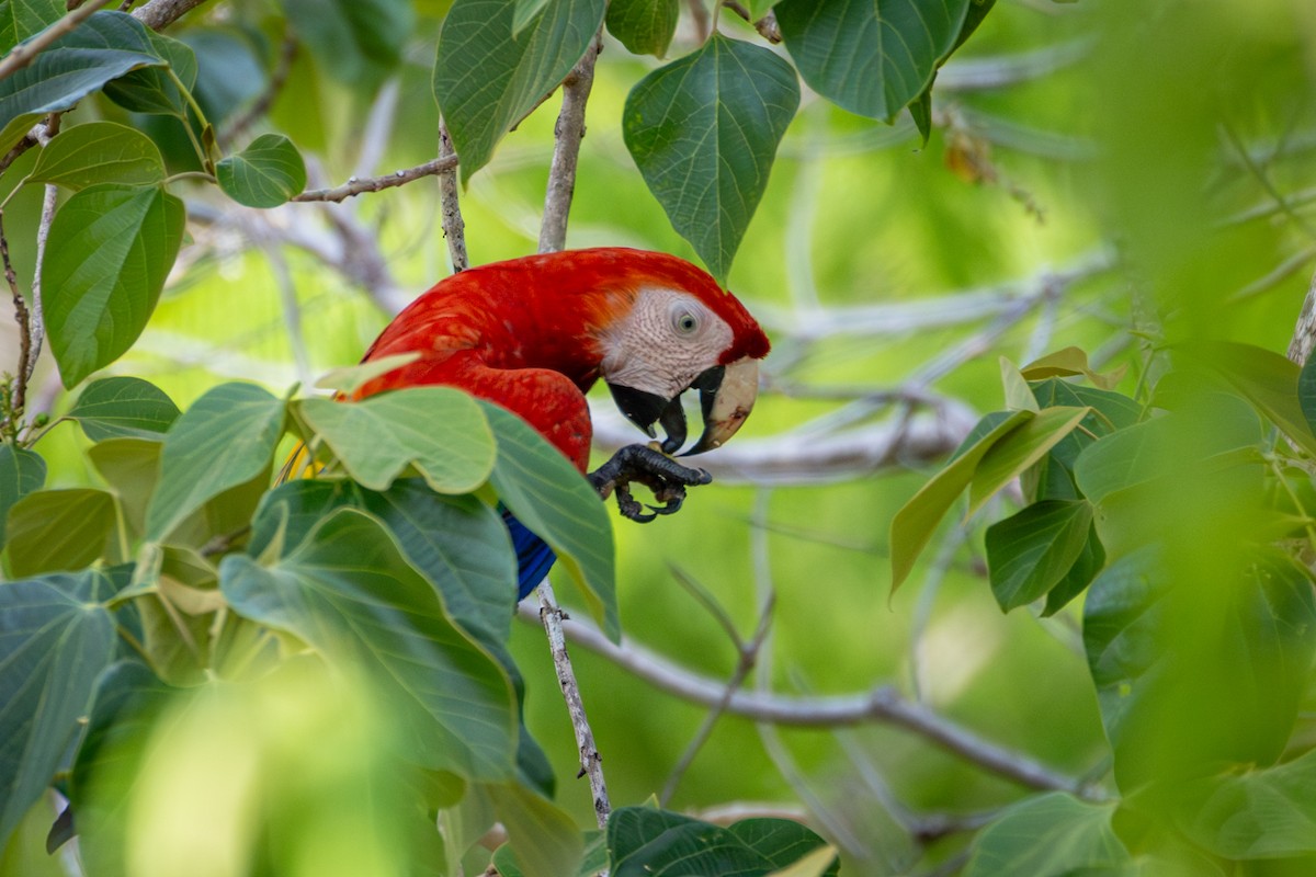 Scarlet Macaw - ML618973786