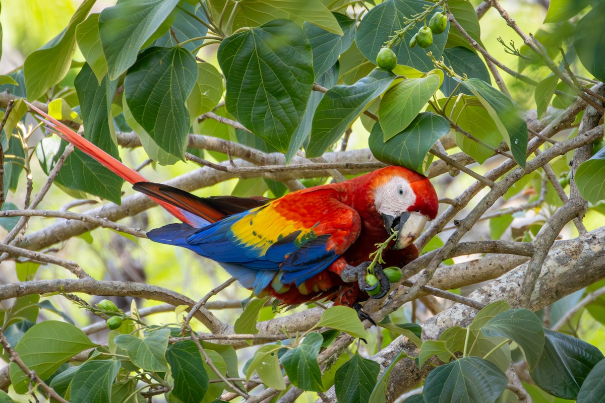 Scarlet Macaw - ML618973788