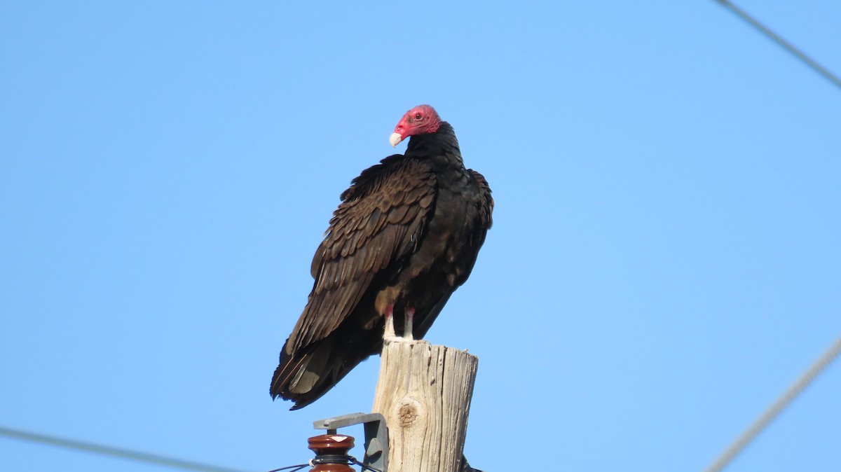 Turkey Vulture - Anne (Webster) Leight