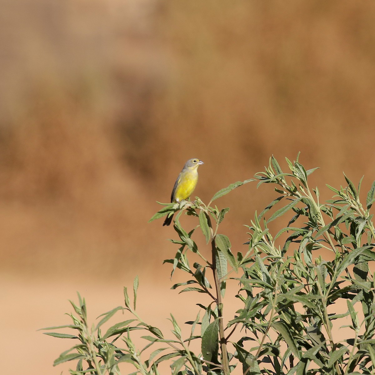 Grassland Yellow-Finch - ML618973886