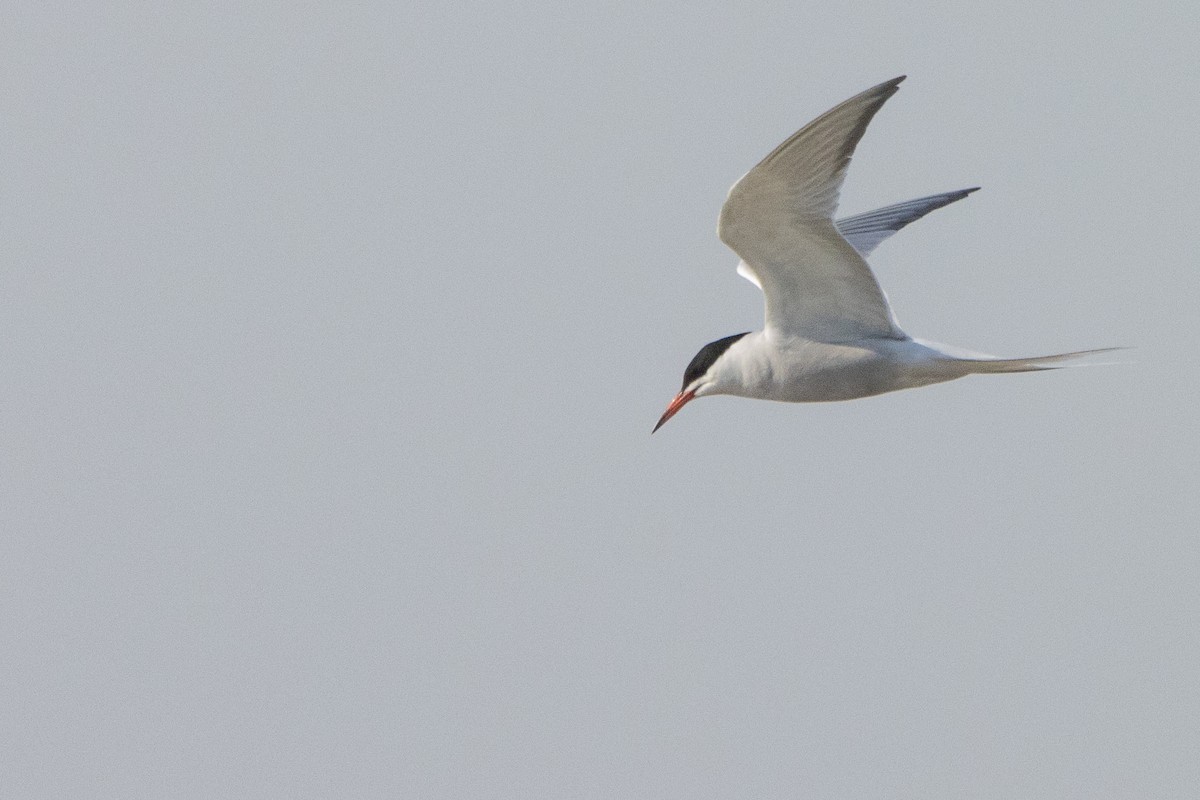 Common Tern - Jeff Hullstrung