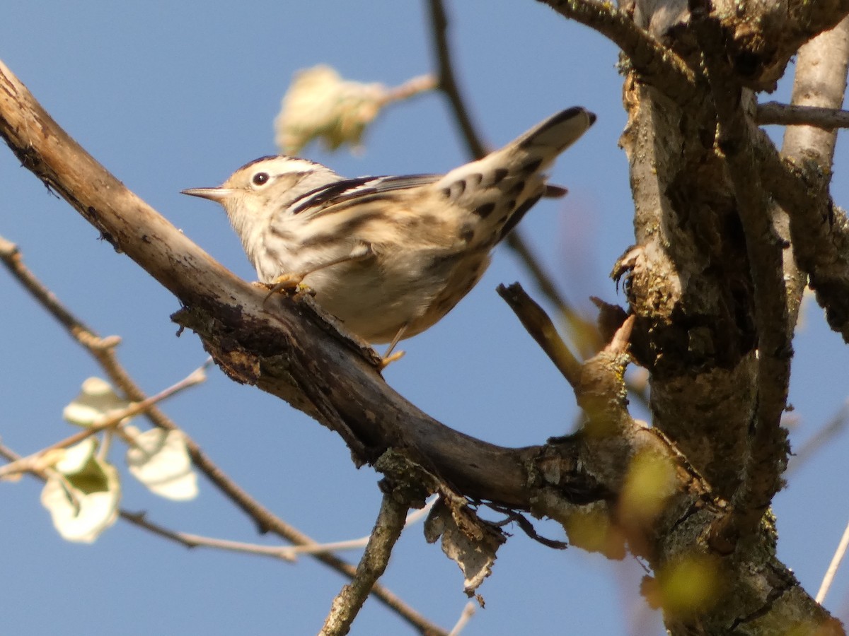 Black-and-white Warbler - ML618973976