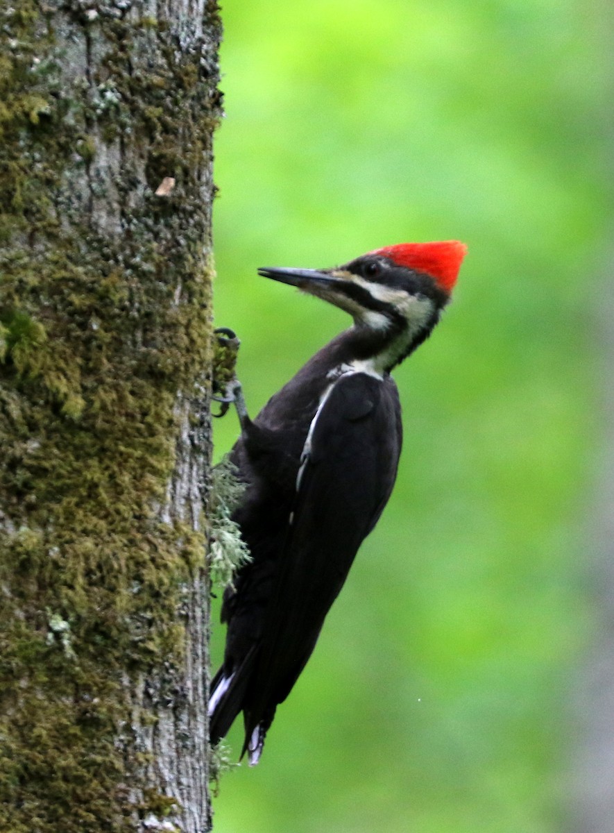 Pileated Woodpecker - Mike Fung