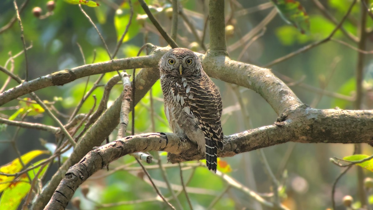 Asian Barred Owlet - ML618974081