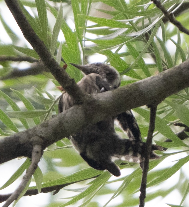 Brown-capped Pygmy Woodpecker - ML618974110