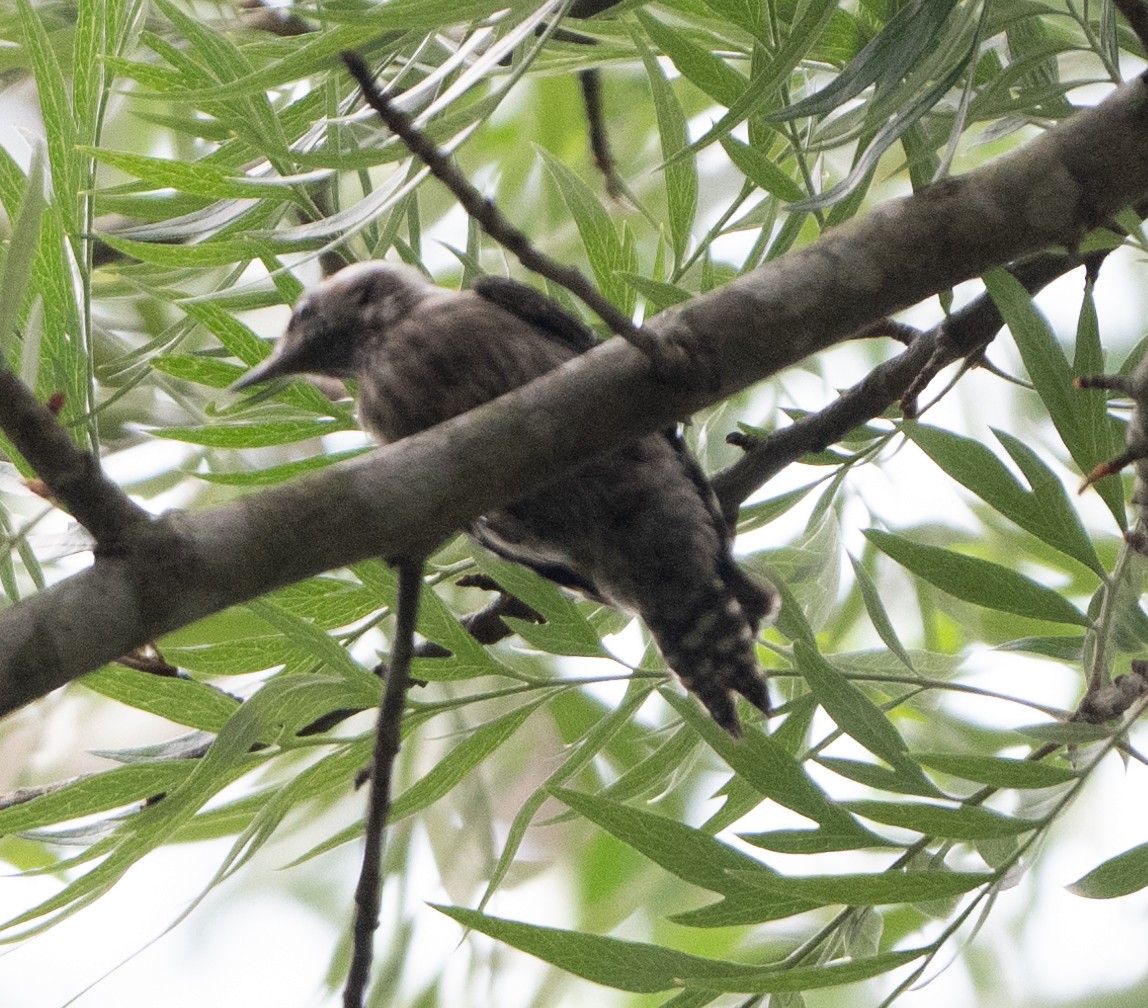 Brown-capped Pygmy Woodpecker - ML618974111