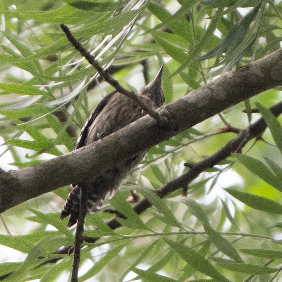 Brown-capped Pygmy Woodpecker - ML618974167