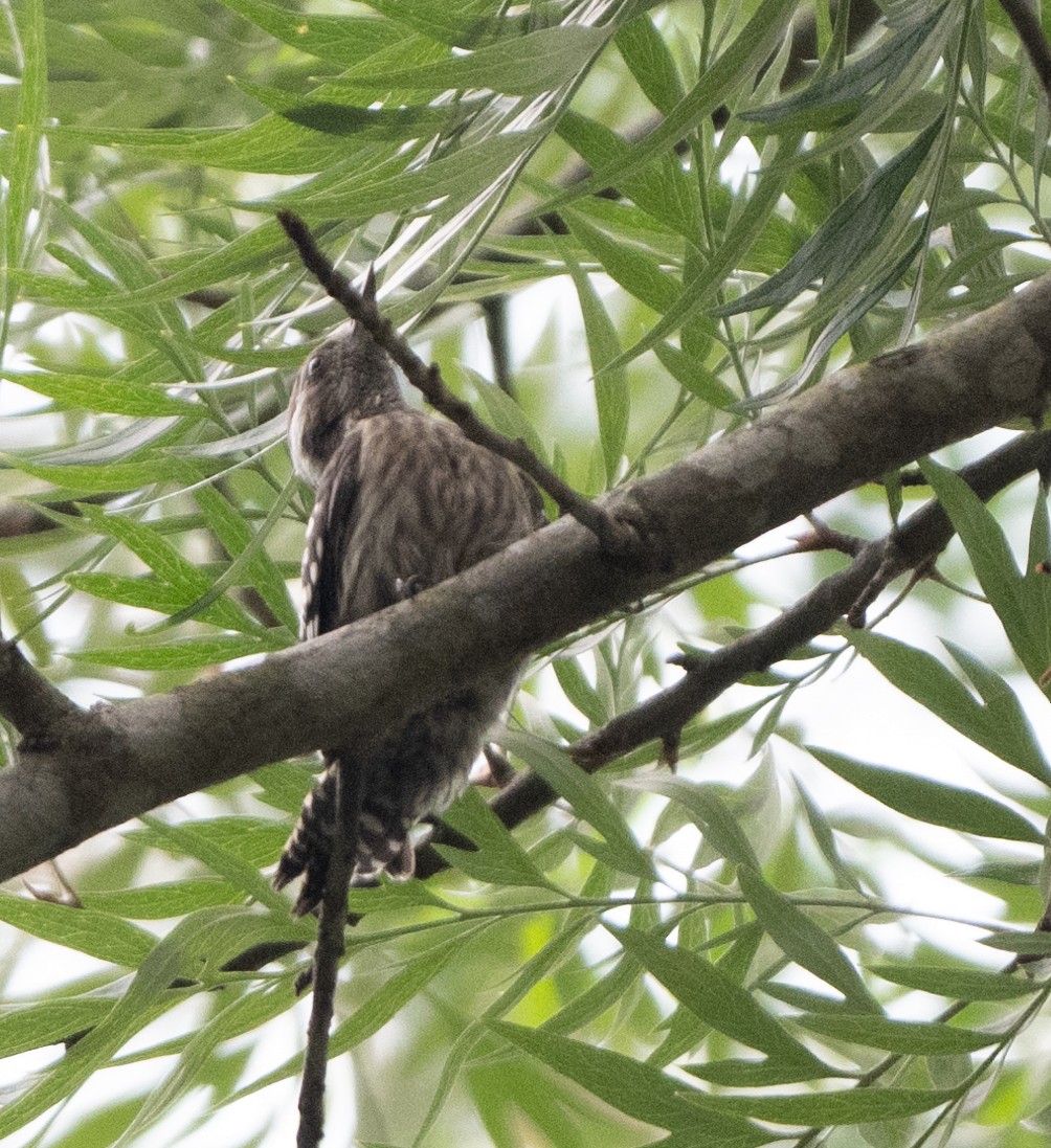 Brown-capped Pygmy Woodpecker - ML618974168