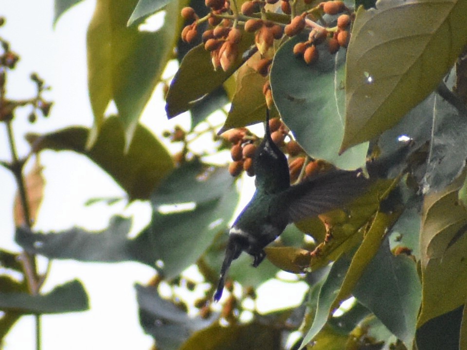 kolibřík trnoocasý - ML618974191
