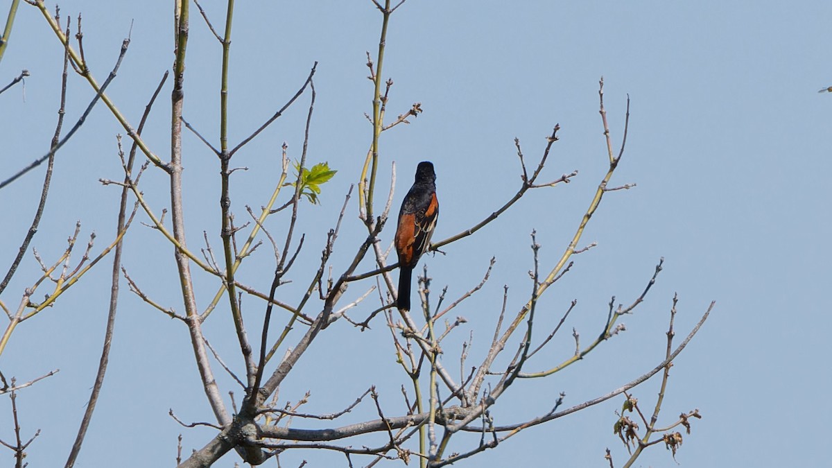 Orchard Oriole - ML618974214