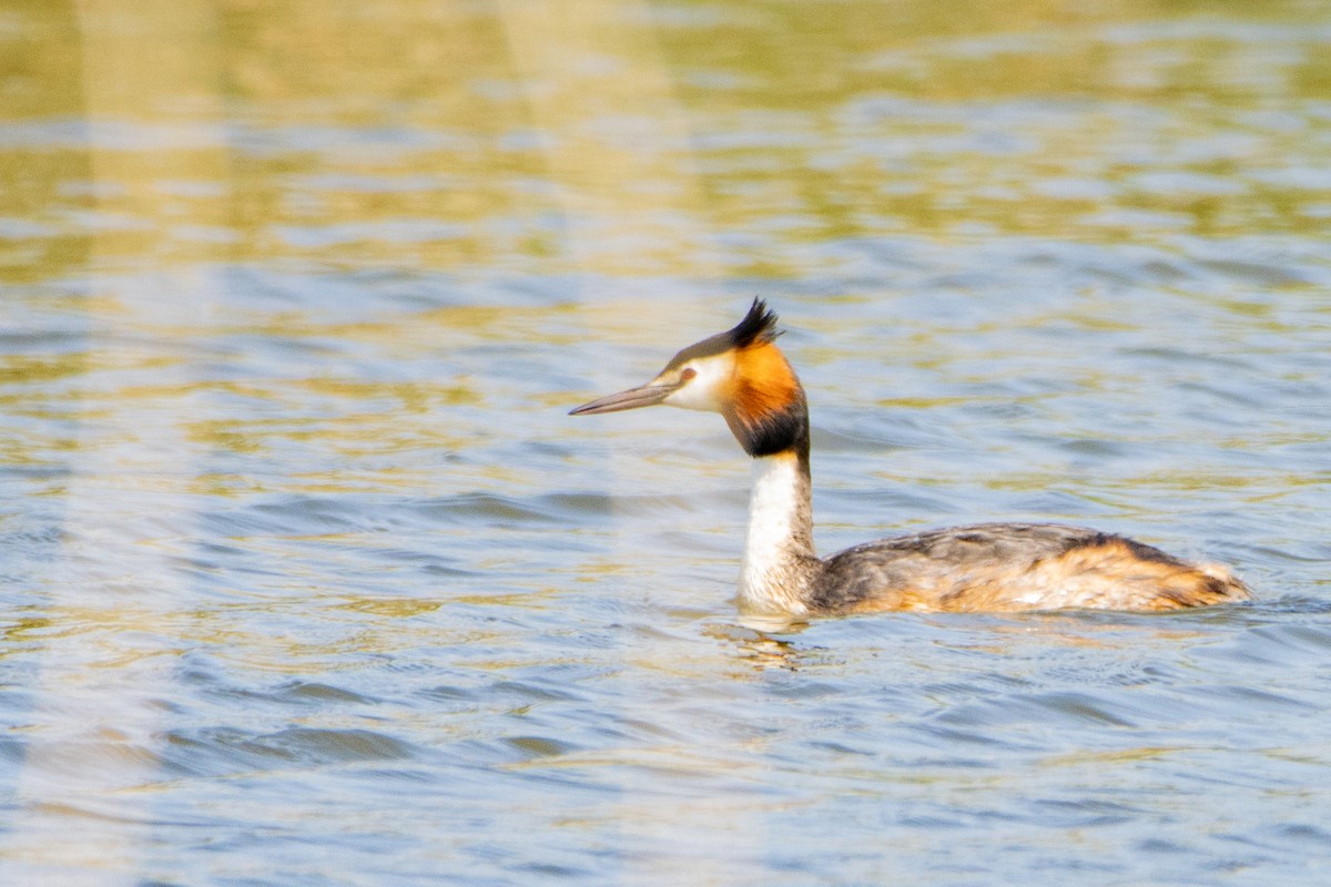 Great Crested Grebe - ML618974218