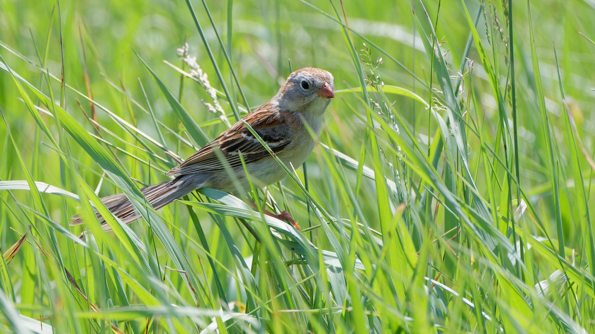 Field Sparrow - Bob Scheidt