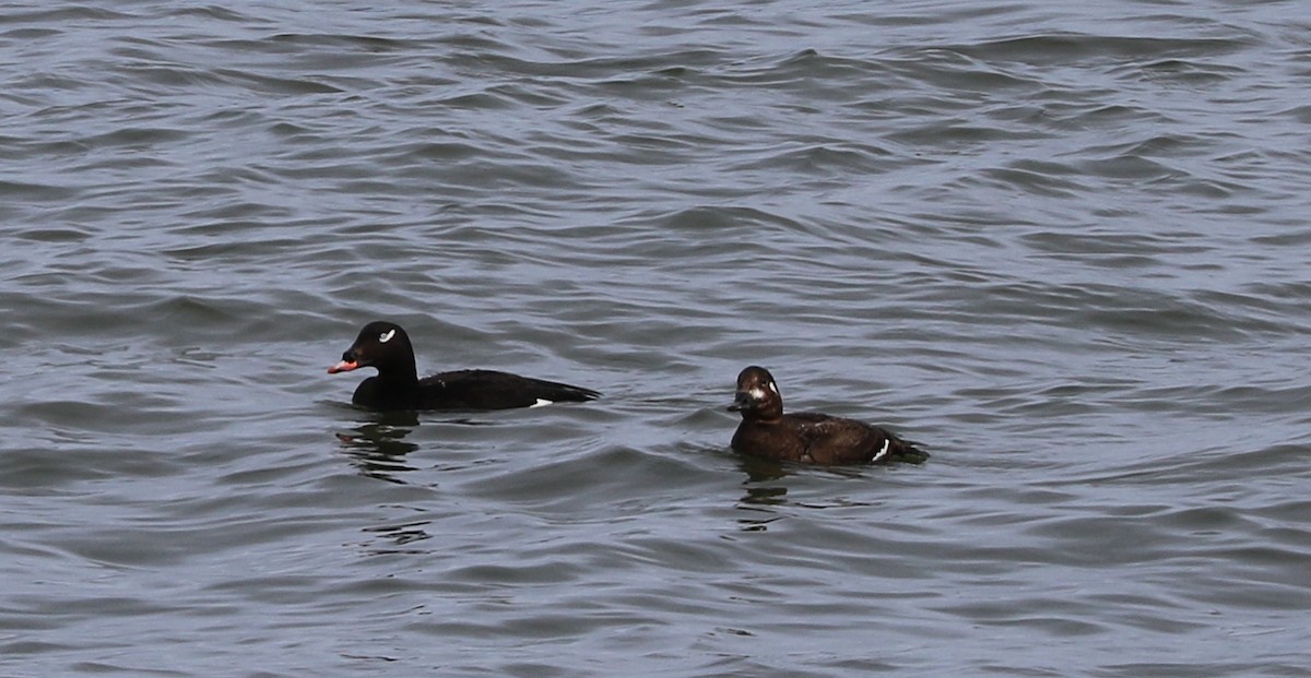 White-winged Scoter - Mike Fung